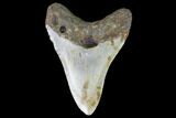 Fossil Megalodon Tooth - North Carolina #101254-2